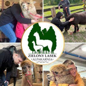 Adopcja Alpaki lub Kucyka